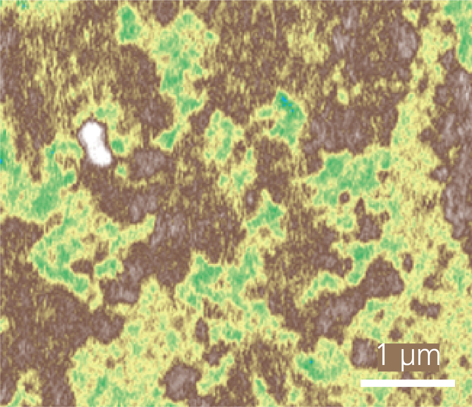 Hair microscopy image